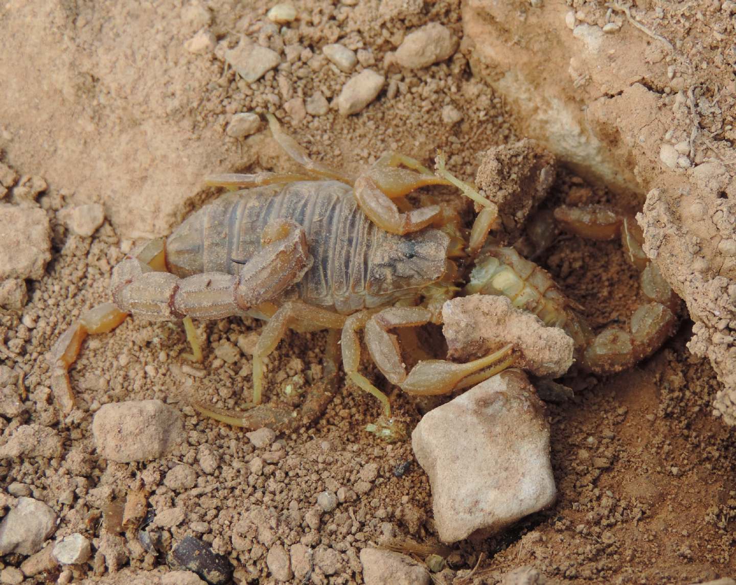 Cannibalismo fra Buthus